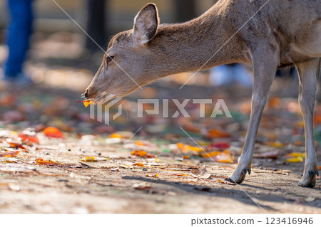 [Autumn] Deer in Nara Park [Autumn leaves] 123416946