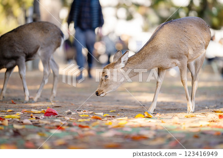 [Autumn] Deer in Nara Park [Autumn leaves] 123416949