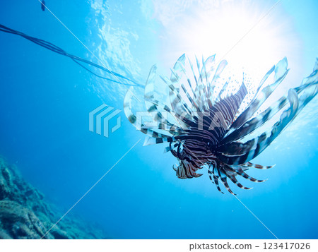 A school of beautiful and large red lionfish (subfamily Psococcus), blue damselfish (family Pomacentridae), and others. Nakagi Hirizo Beach 123417026