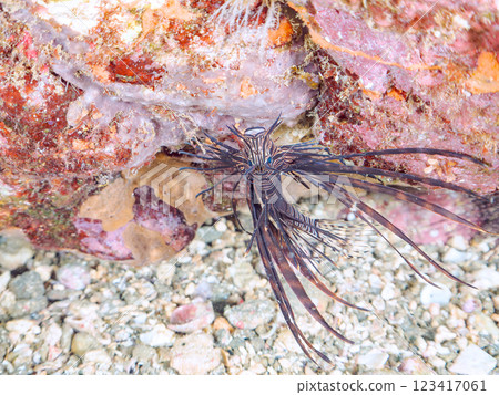 A beautiful juvenile lionfish (Pscophylla subfamily). Black variety. Nakagi Hirizo Beach, Minamiizu-cho, Kamo-gun, Izu Peninsula, Shizuoka Prefecture 123417061