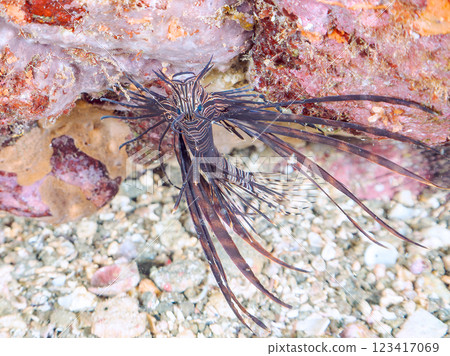 一隻美麗的幼紅獅子魚（Psognathinae 亞科）。 黑色品種。靜岡縣伊豆半島加茂郡南伊豆町中木飛鎢海岸 123417069