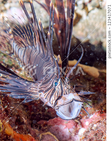 A beautiful juvenile lionfish (Pscophylla subfamily). Black variety. Nakagi Hirizo Beach, Minamiizu-cho, Kamo-gun, Izu Peninsula, Shizuoka Prefecture 123417071