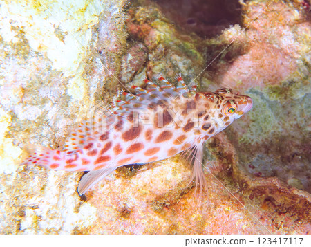 美麗的餐桌珊瑚、可愛的貢貝魚幼魚（貢貝科）等等。靜岡縣伊豆半島加茂郡南伊豆町中木埼浜 123417117