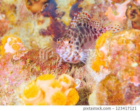 Beautiful table coral and cute juveniles of the small hawkfish (family Hawkfish). Nakagi Hirizo Beach, Minamiizu-cho, Kamo-gun, Izu Peninsula, Shizuoka Prefecture 123417121