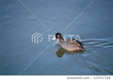 Oban on the Shinano River and Yasuragi Embankment 123417189