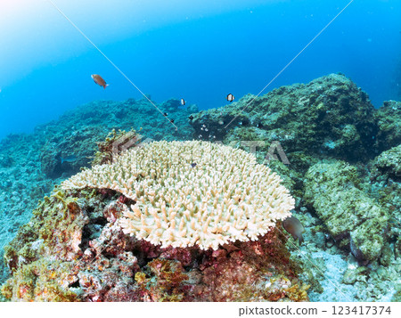 白化桌珊瑚：圓形劇場唐魚、二紋琉球雀鯛、三斑雀鯛幼魚等。 123417374