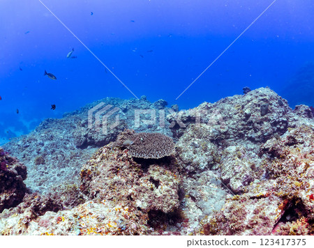 白化桌珊瑚:圓形劇場唐魚、二紋琉球雀鯛、三斑雀鯛幼魚等。 白化桌珊瑚:圓形劇場唐魚、二紋琉球雀鯛、三斑雀鯛幼魚等。 123417375