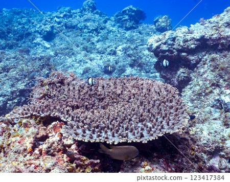 白化桌珊瑚：圓形劇場唐魚、二紋琉球雀鯛、三斑雀鯛幼魚等。 123417384