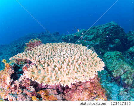 白化桌珊瑚：圓形劇場唐魚、二紋琉球雀鯛、三斑雀鯛幼魚等。 123417385