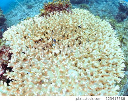 白化桌珊瑚：圓形劇場唐魚、二紋琉球雀鯛、三斑雀鯛幼魚等。 123417386