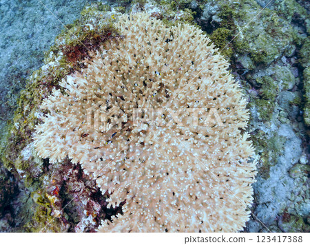 Bleached table coral: Amphitheater tang, Two-striped Ryukyu Damselfish, Three-spotted Damselfish juveniles, etc. 123417388