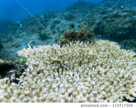 Bleached table coral: Amphitheater tang, Two-striped Ryukyu Damselfish, Three-spotted Damselfish juveniles, etc. 123417394