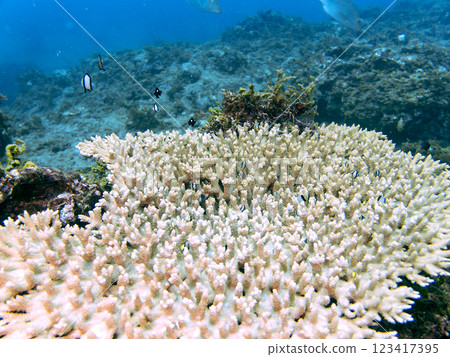 白化桌珊瑚：圓形劇場唐魚、二紋琉球雀鯛、三斑雀鯛幼魚等。 123417395