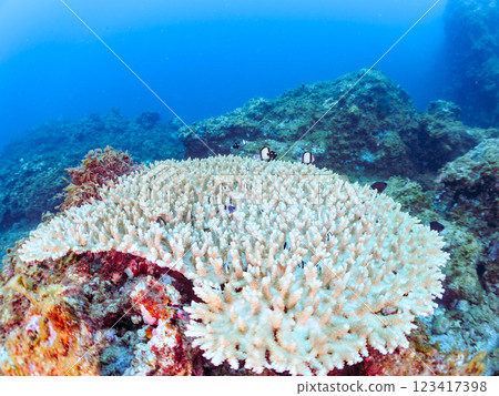 Bleached table coral: Amphitheater tang, Two-striped Ryukyu Damselfish, Three-spotted Damselfish juveniles, etc. 123417398
