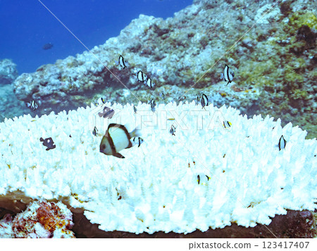 Bleached table coral: Amphitheater tang, Two-striped Ryukyu Damselfish, Three-spotted Damselfish juveniles, etc. 123417407