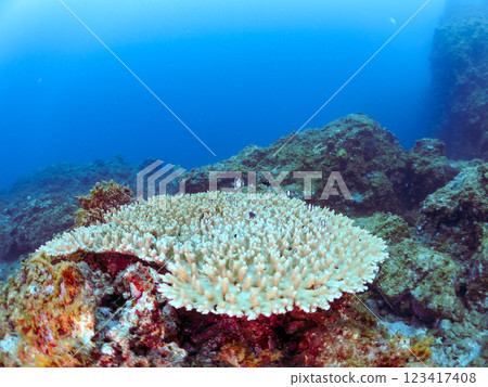 Bleached table coral: Amphitheater tang, Two-striped Ryukyu Damselfish, Three-spotted Damselfish juveniles, etc. 123417408