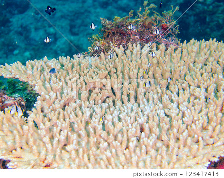 Bleached table coral: Amphitheater tang, Two-striped Ryukyu Damselfish, Three-spotted Damselfish juveniles, etc. 123417413