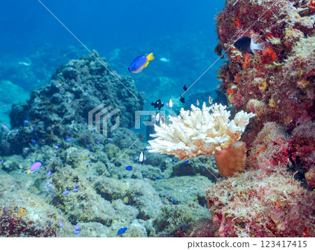 Bleached table coral: Amphitheater tang, Two-striped Ryukyu Damselfish, Three-spotted Damselfish juveniles, etc. 123417415