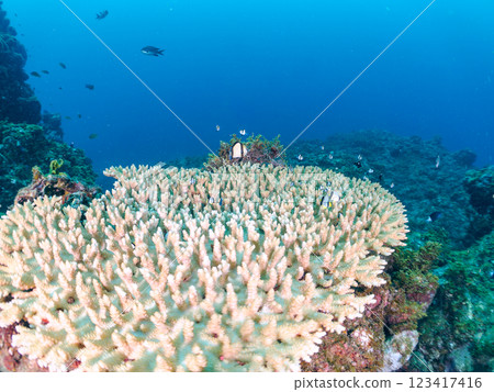 Bleached table coral: Amphitheater tang, Two-striped Ryukyu Damselfish, Three-spotted Damselfish juveniles, etc. Bleached table coral: Amphitheater tang, Two-striped Ryukyu Damselfish, Three-spotted Damselfish juveniles, etc. 123417416