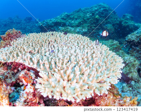 Bleached table coral: Amphitheater tang, Two-striped Ryukyu Damselfish, Three-spotted Damselfish juveniles, etc. 123417419
