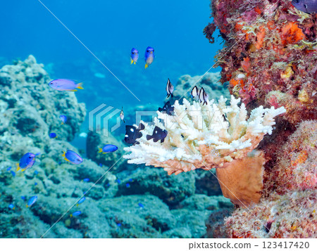Bleached table coral: Amphitheater tang, Two-striped Ryukyu Damselfish, Three-spotted Damselfish juveniles, etc. 123417420