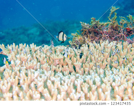 Bleached table coral: Amphitheater tang, Two-striped Ryukyu Damselfish, Three-spotted Damselfish juveniles, etc. 123417435