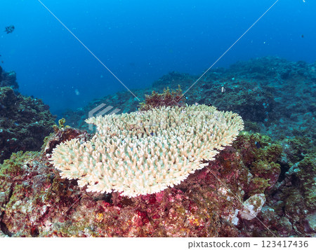 Bleached table coral: Amphitheater tang, Two-striped Ryukyu Damselfish, Three-spotted Damselfish juveniles, etc. 123417436