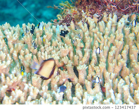 Bleached table coral: Amphitheater tang, Two-striped Ryukyu Damselfish, Three-spotted Damselfish juveniles, etc. 123417437