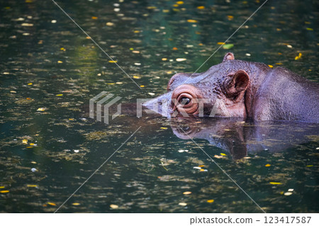 Head of hippopotamus above surface of water 123417587