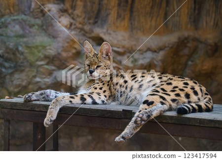 serval in a zoo 123417594