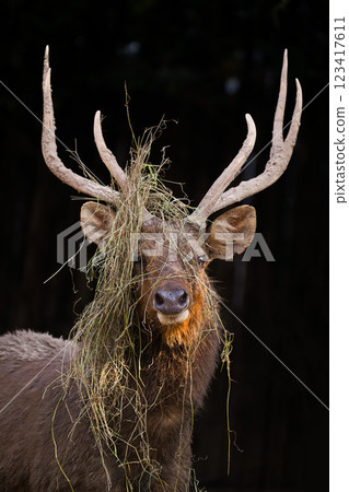 sambar deer with grass on antlers 123417611