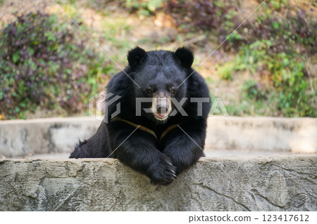 asiatic black bear in zoo asiatic black bear in zoo 123417612
