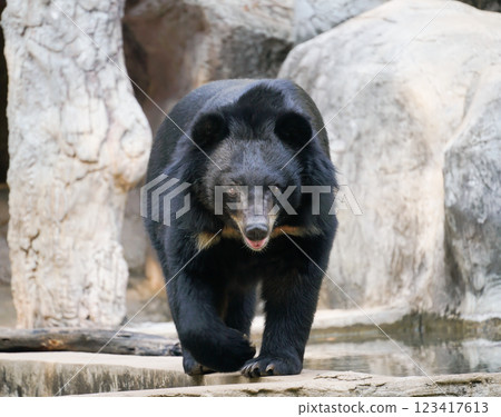 asiatic black bear in zoo 123417613