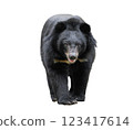 asiatic black bear isolated on white background 123417614