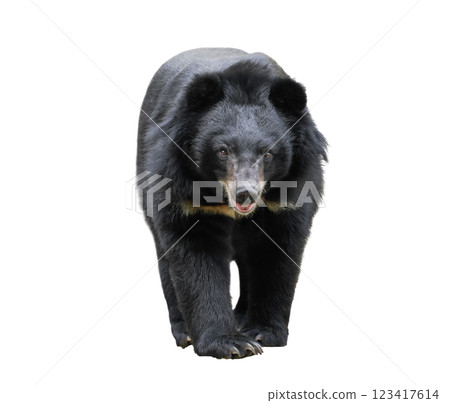 asiatic black bear isolated on white background asiatic black bear isolated on white background 123417614