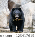 asiatic black bear in zoo 123417615