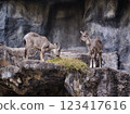 goral standing on the rock 123417616
