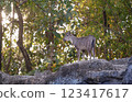 goral standing on the rock 123417617