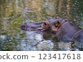 Head of hippopotamus above surface of water 123417618