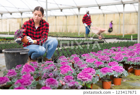 Young woman farmer is engaged in growing ornamental cabbage in pots 123417671