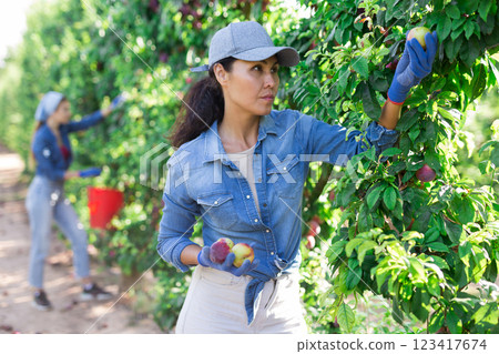 Woman farmer picking ripe pears in orchard 123417674