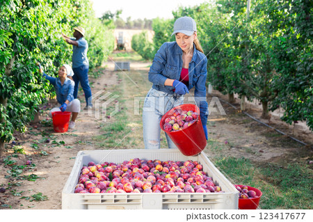 Female farmer picking plums in fruit garden 123417677