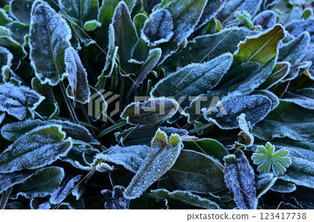 Frost covered field grass close-up 123417738