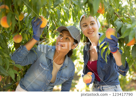 Two women harvest peaches in an orchard Two women harvest peaches in an orchard 123417790