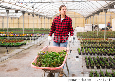 Woman drives wheelbarrow with flowers in greenhouse 123417812