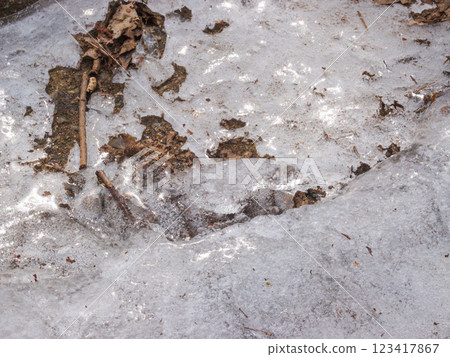 融化、凍結的雪和枯葉 19 融化、凍結的雪和枯葉 19 123417867
