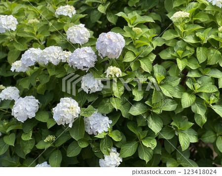 hydrangea hydrangea 123418024