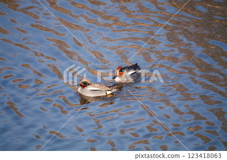A small duck on the Yasuragi embankment of the Shinano River 123418063