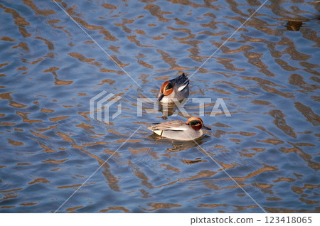 A small duck on the Yasuragi embankment of the Shinano River A small duck on the Yasuragi embankment of the Shinano River 123418065