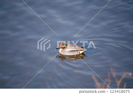 A small duck on the Yasuragi embankment of the Shinano River 123418075
